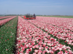 Topping Tulip Hemisphere